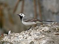 Pied wagtail